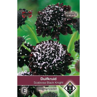 Scabiosa atropurpurea Black Knight - afbeelding 1