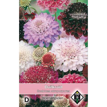 Scabiosa atropurpurea Mix - afbeelding 1