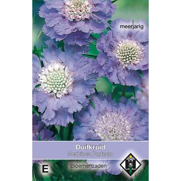 Scabiosa caucasia Perfecta - afbeelding 1