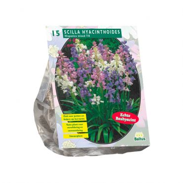 Scilla Hispanica