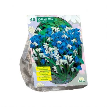 Scilla Siberica ed
