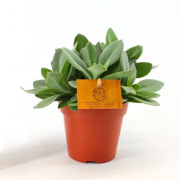 Senecio Cephalophorus Ø12 cm