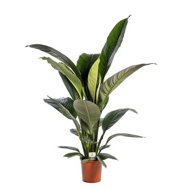 Spathiphyllum 'Sensation' Ø24 cm
