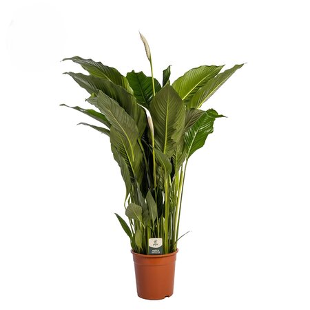 Spathiphyllum Sweet Sebastiano