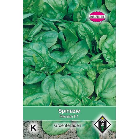 Spinazie Revere F1 - afbeelding 1