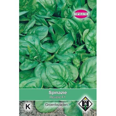 Spinazie Revere F1 - afbeelding 1