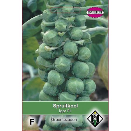 Spruitkool Igor F1 - afbeelding 1