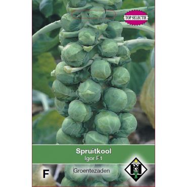 Spruitkool Igor F1 - afbeelding 1