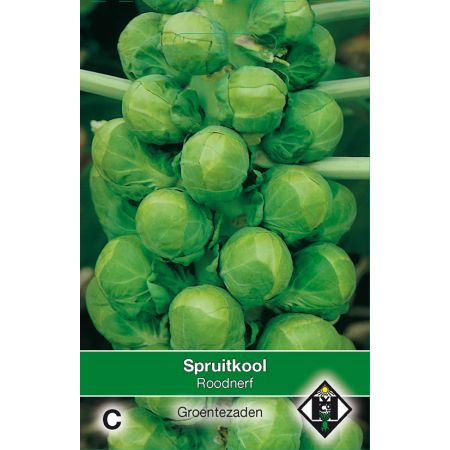Spruitkool Roodnerf - afbeelding 1