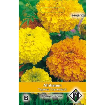Tagetes erecta Crackerjack - afbeelding 1