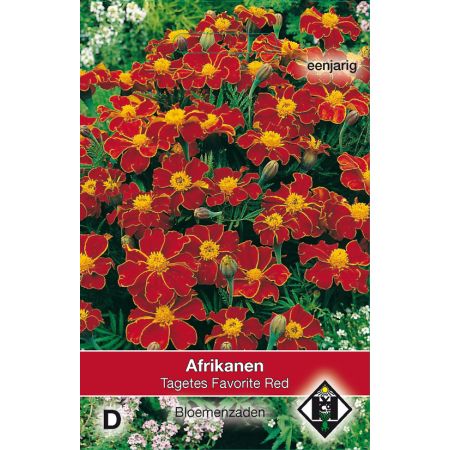 Tagetes patula nana Favorite Red - afbeelding 1
