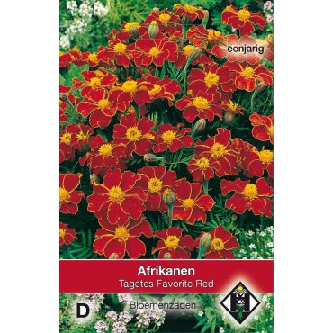 Tagetes patula nana Favorite Red - afbeelding 1
