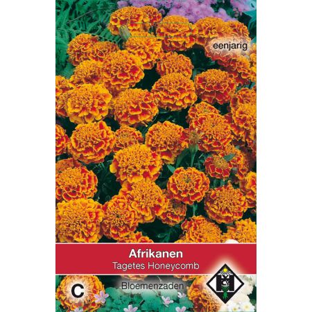 Tagetes patula nana Honeycomb - afbeelding 1