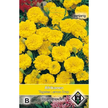 Tagetes patula nana Lemon Drop - afbeelding 1