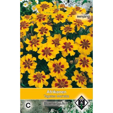 Tagetes patula nana Marietta - afbeelding 1