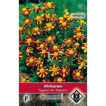 Tagetes patula nana Mr. Majestic - afbeelding 1