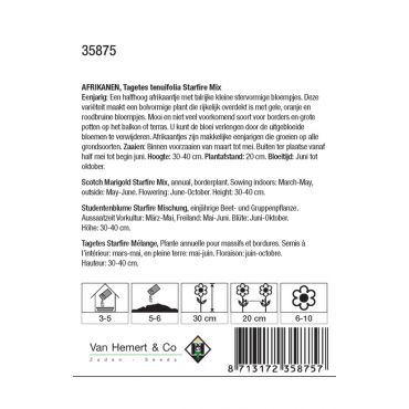 Tagetes tenuifolia Starfire Mix - afbeelding 2