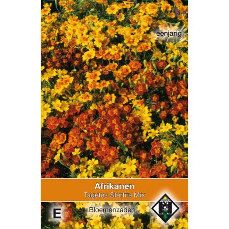 Tagetes tenuifolia Starfire Mix - afbeelding 1
