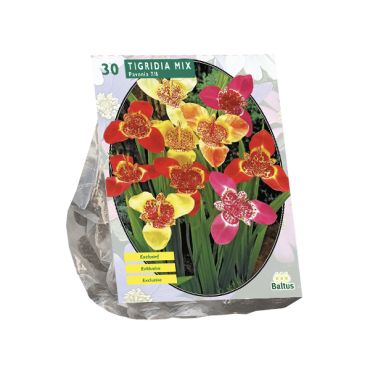 Tigridia pavonia mix 30st