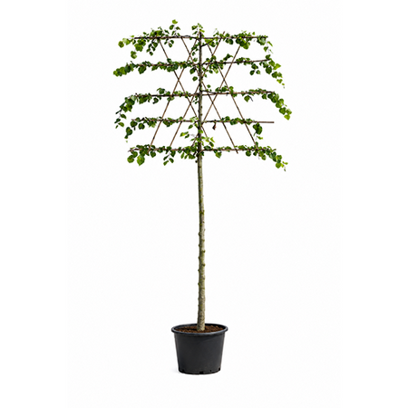 Tilia Europaea leiboom - afbeelding 1