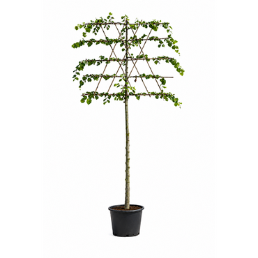 Tilia Europaea leiboom - afbeelding 1