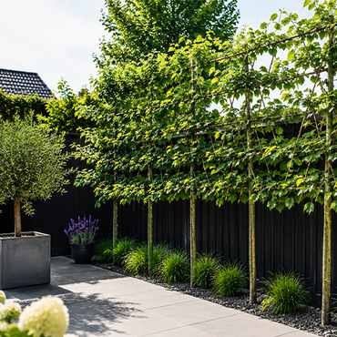 Tilia Europaea leiboom - afbeelding 2
