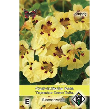 Tropaeolum majus nanum 'Cream Troika' - Oost-Indische kers - afbeelding 1