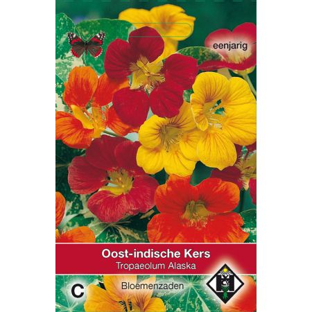 Tropaeolum m. n. Alaska - afbeelding 1