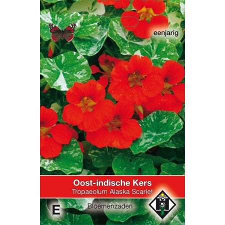 Tropaeolum majus nanum 'Alaska Scarlet' - Oost-Indische kers - afbeelding 1