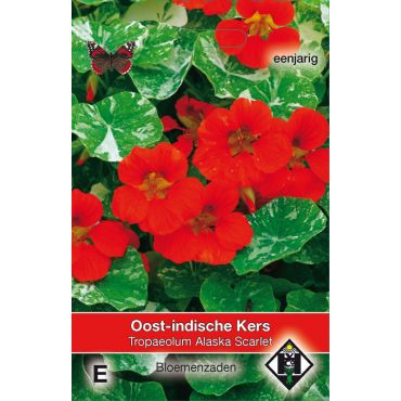 Tropaeolum majus nanum 'Alaska Scarlet' - Oost-Indische kers - afbeelding 1