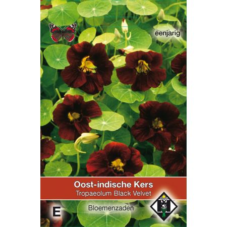 Tropaeolum majus nanum 'Black Velvet' - Oost-Indische kers - afbeelding 1