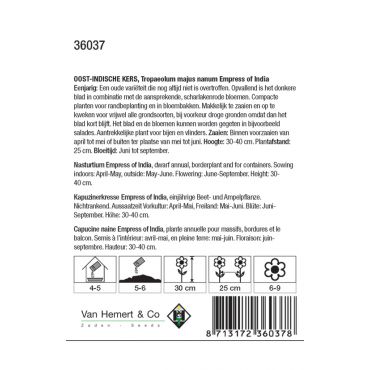 Tropaeolum majus nanum 'Empress of India' - Oost-Indische kers - afbeelding 2