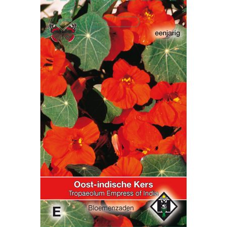 Tropaeolum majus nanum 'Empress of India' - Oost-Indische kers - afbeelding 1