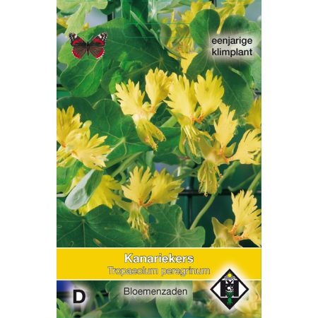 Tropaeolum peregrinum - kanariekers - afbeelding 1