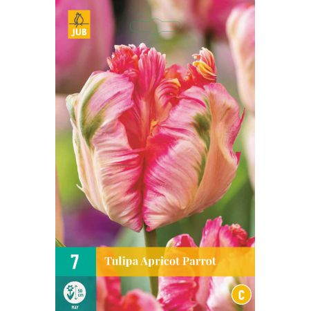 Tulipa Apricot Parrot