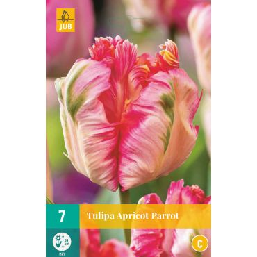 Tulipa Apricot Parrot