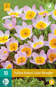 Tulipa bakeri Lilac Wonder