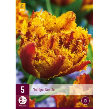 Tulipa Bastia
