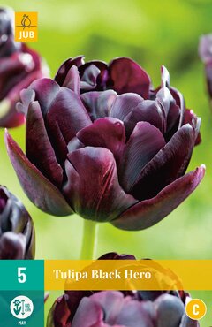 Tulipa Black Hero