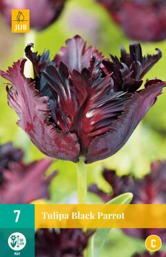 Tulipa Black Parrot