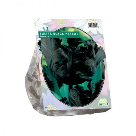 Tulipa Black Parrot, Parkiet