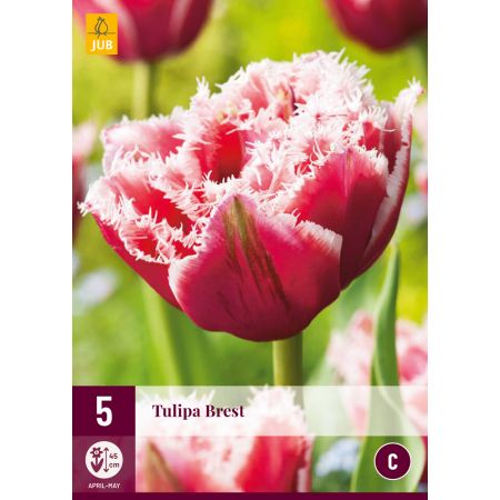 Tulipa Brest