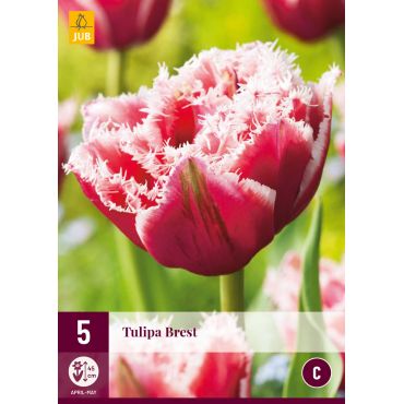 Tulipa Brest