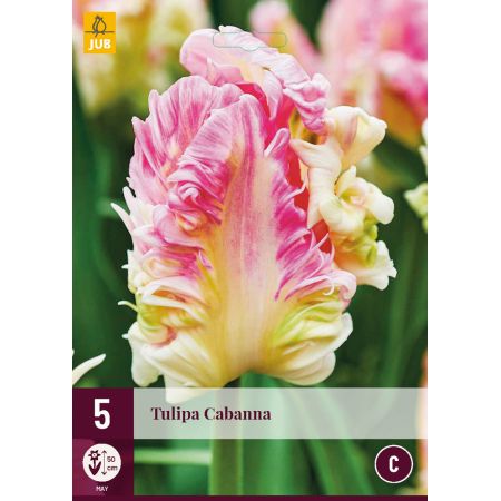 Tulipa Cabanna
