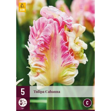 Tulipa Cabanna