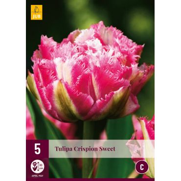 Tulipa Crispion Sweet