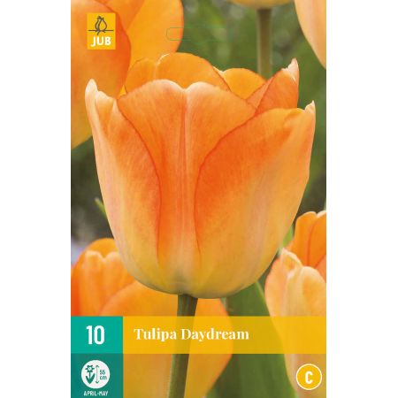 Tulipa Daydream