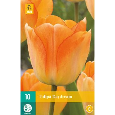 Tulipa Daydream
