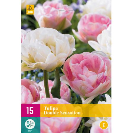 Tulipa Double Sensation