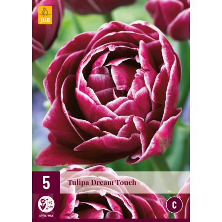 Tulipa Dream Touch